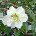 Chaenomeles x superba Jet Trail JAPANINRUUSUKVITTENI
